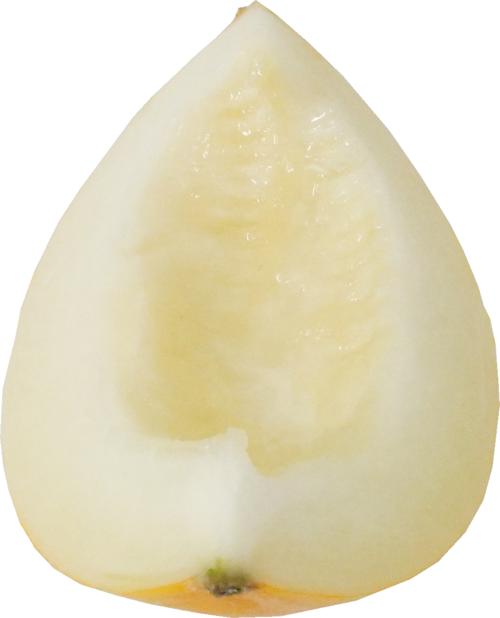 イエローキングメロン｜商用可フリー画像・背景透過