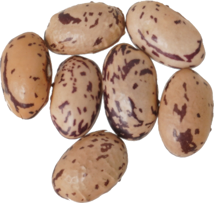 いんげんまめ（うずら豆）｜商用可フリー画像・背景透過