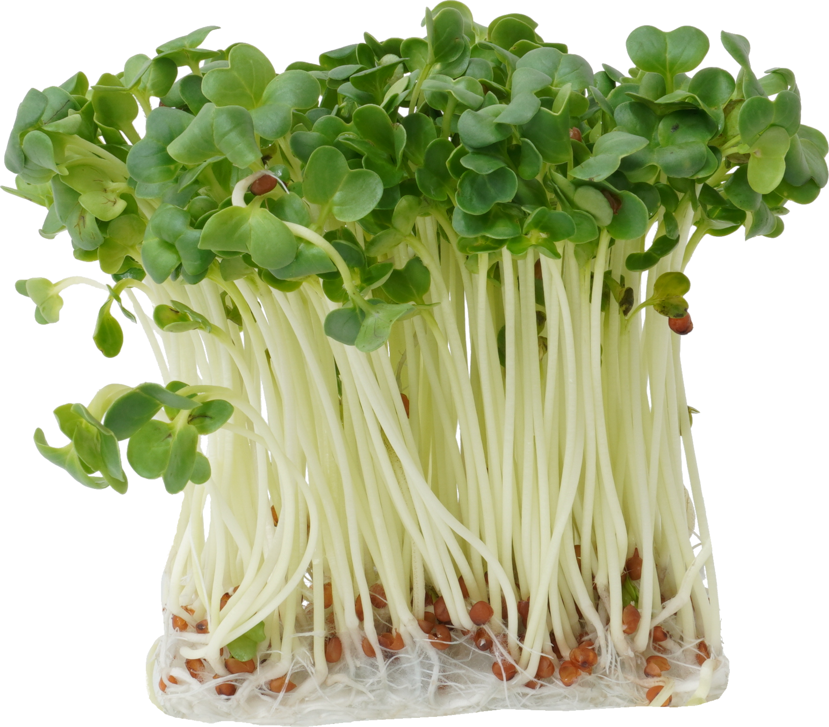 かいわれだいこん｜商用可フリー画像・背景透過