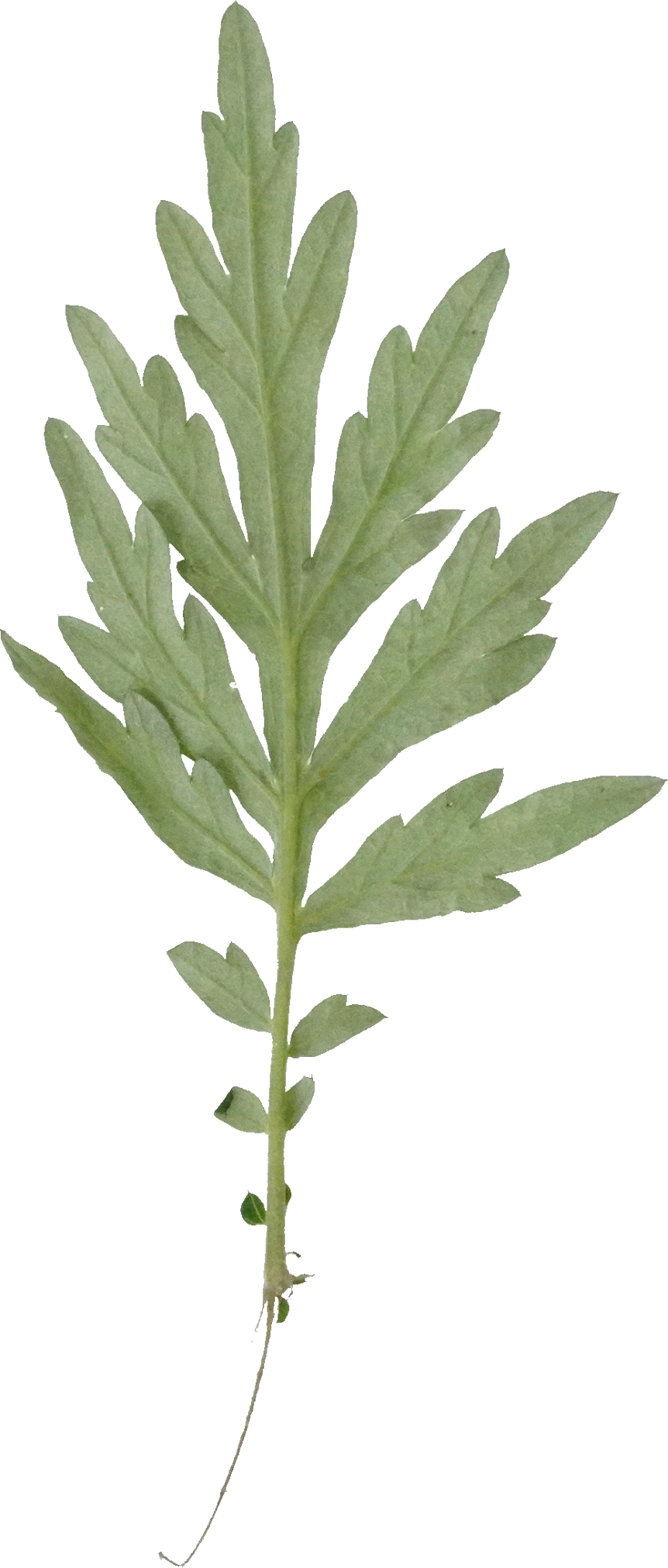 よもぎ｜商用可フリー画像・背景透過