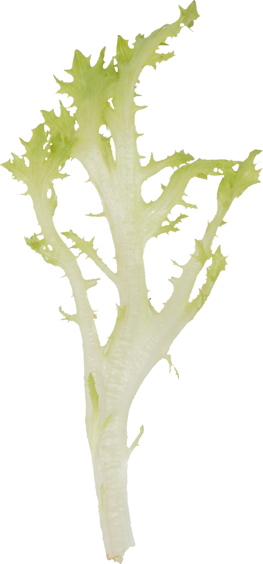 レタス（リーフレタス・グリーンクリスピー）｜商用可フリー画像・背景透過