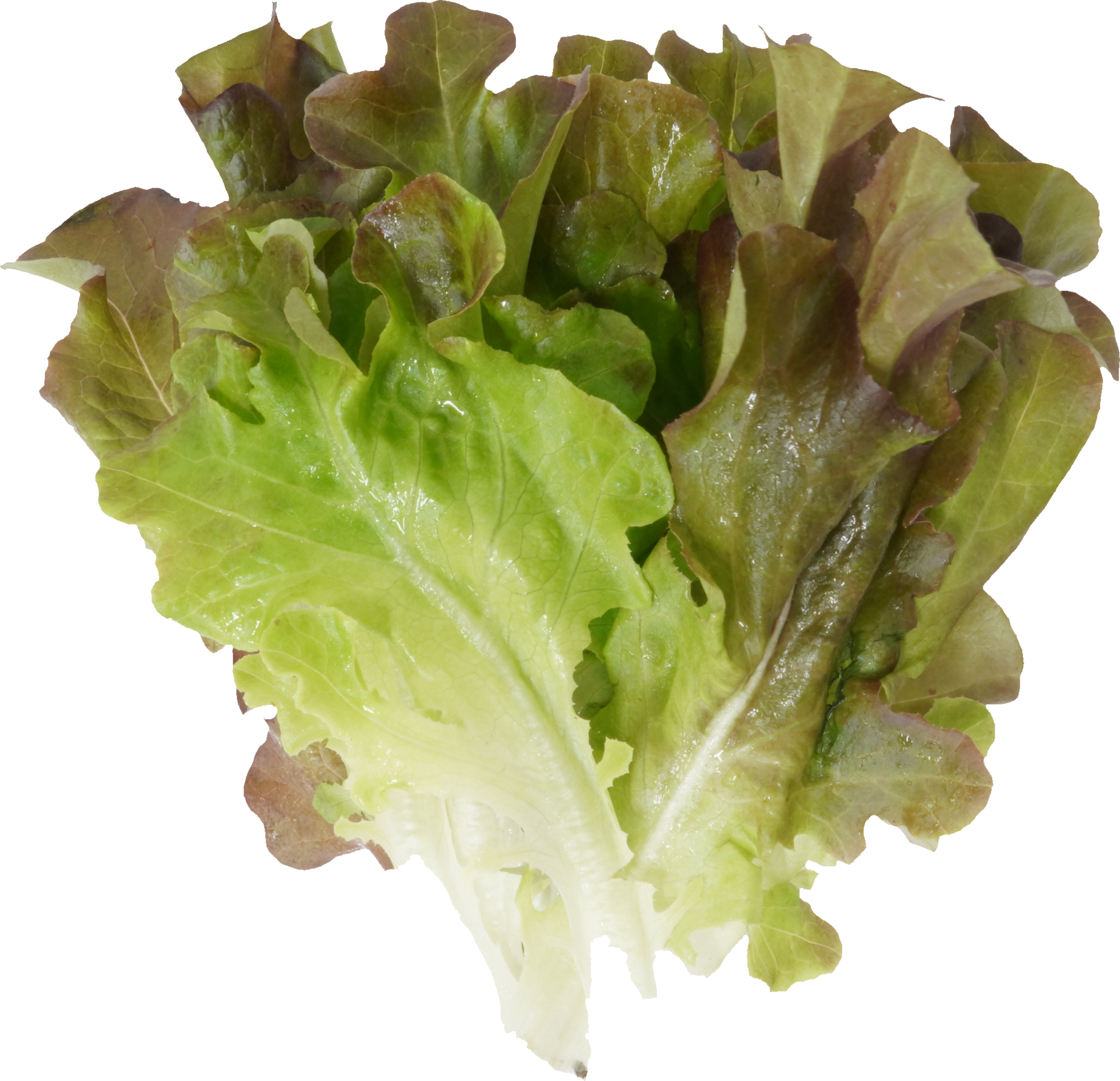 レタス（リーフレタス・レッドオーク）｜商用可フリー画像・背景透過