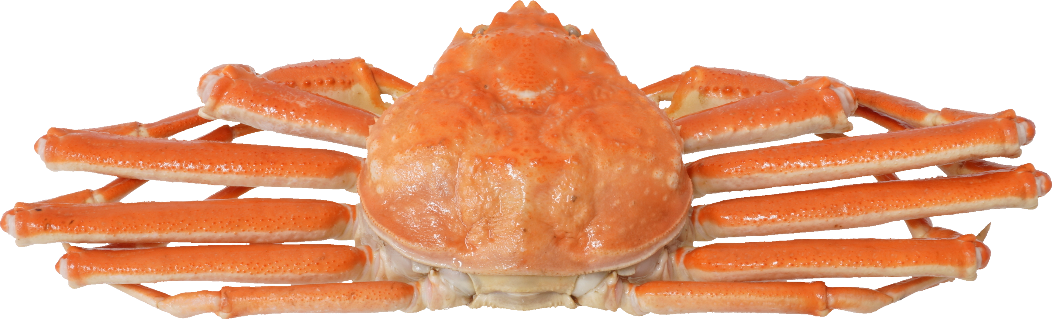 ずわいがに｜商用可フリー画像・背景透過