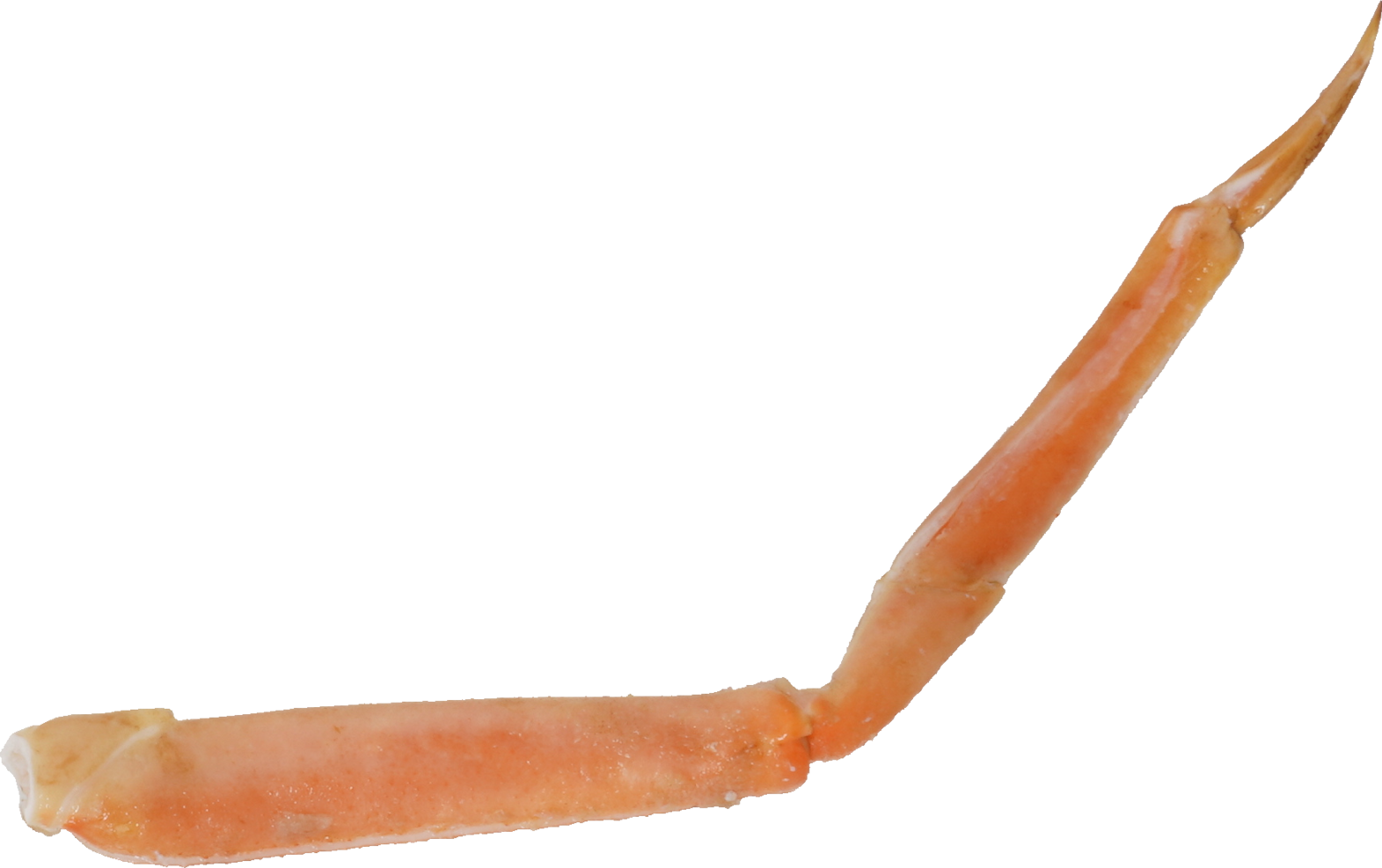 ずわいがに｜商用可フリー画像・背景透過