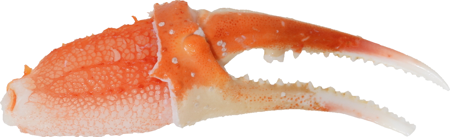 ずわいがに｜商用可フリー画像・背景透過