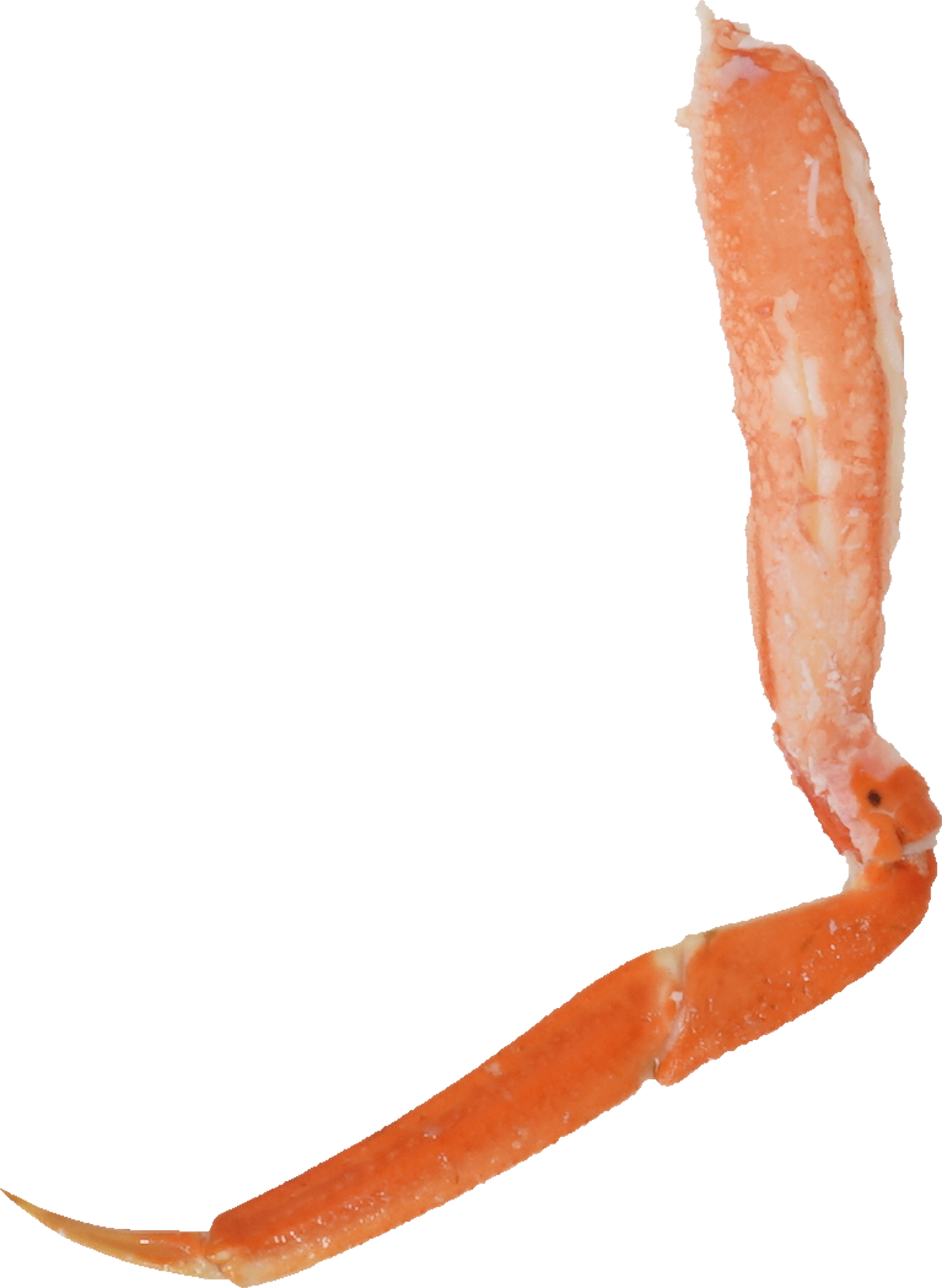 ずわいがに｜商用可フリー画像・背景透過