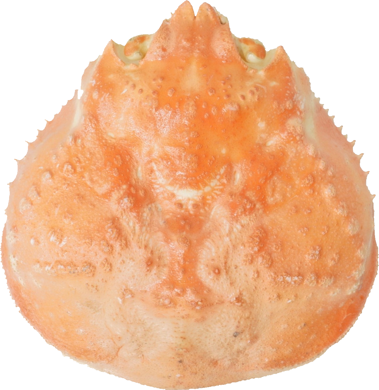 ずわいがに｜商用可フリー画像・背景透過