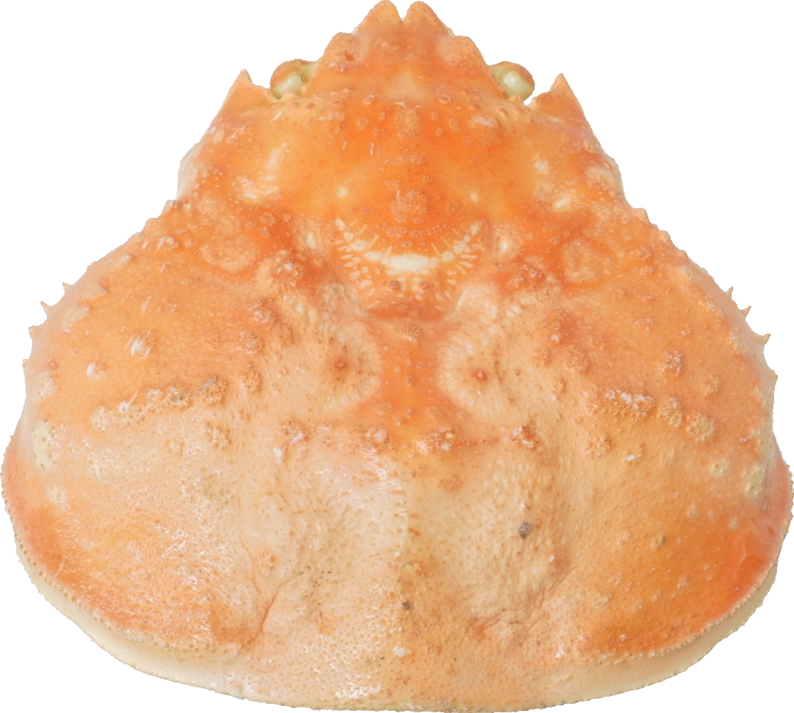 ずわいがに｜商用可フリー画像・背景透過