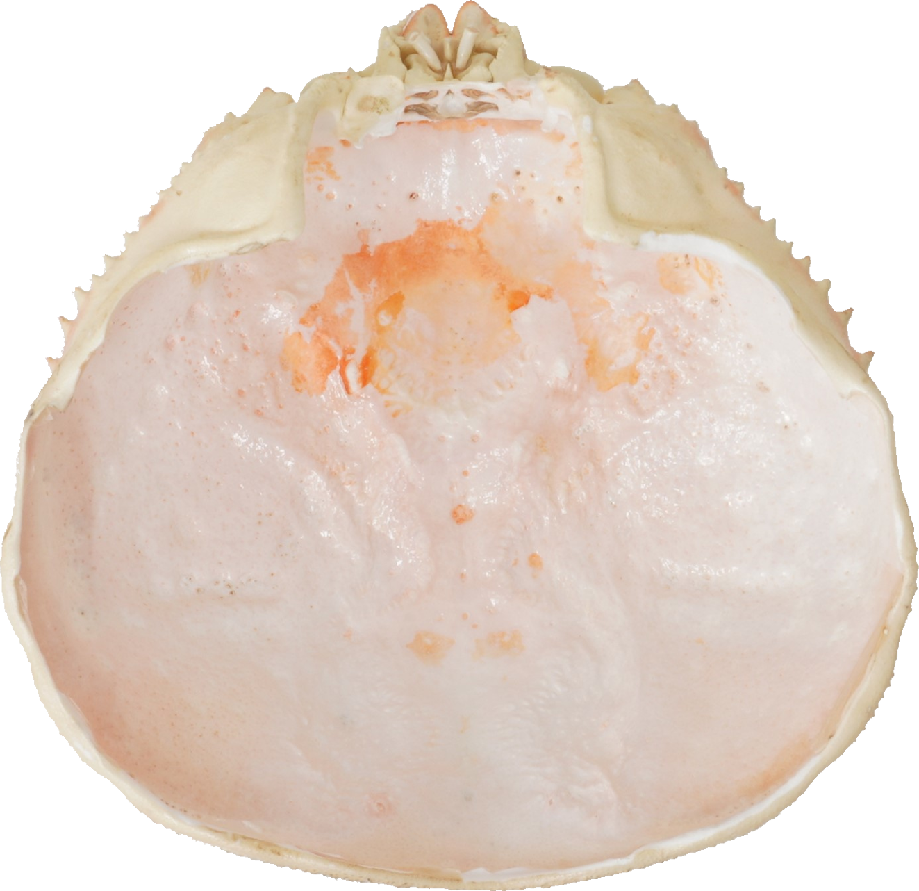 ずわいがに｜商用可フリー画像・背景透過