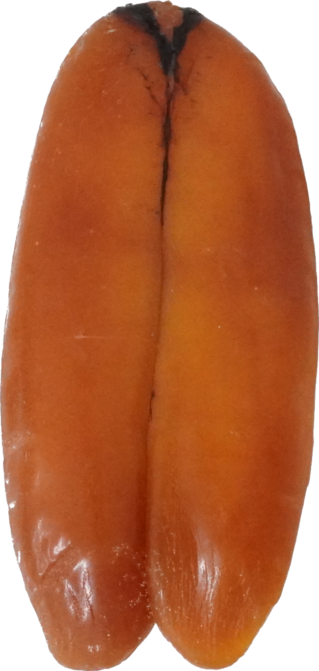 ぼら（からすみ）｜商用可フリー画像・背景透過