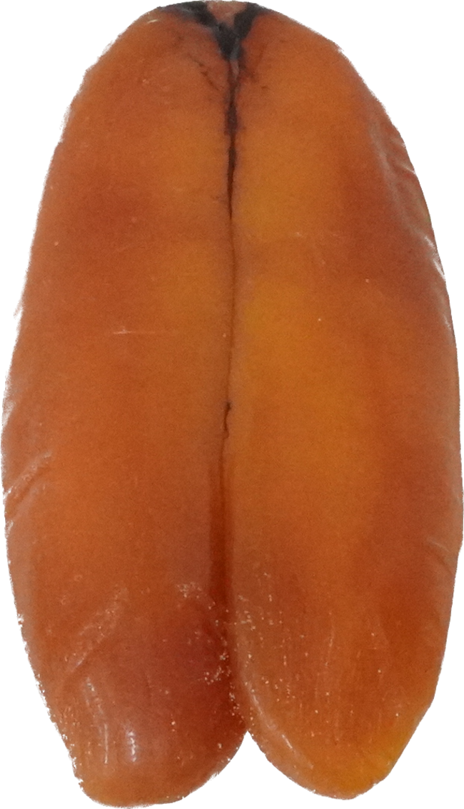 ぼら（からすみ）｜商用可フリー画像・背景透過