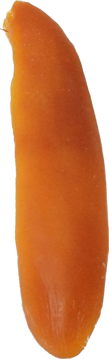 ぼら（からすみ）｜商用可フリー画像・背景透過