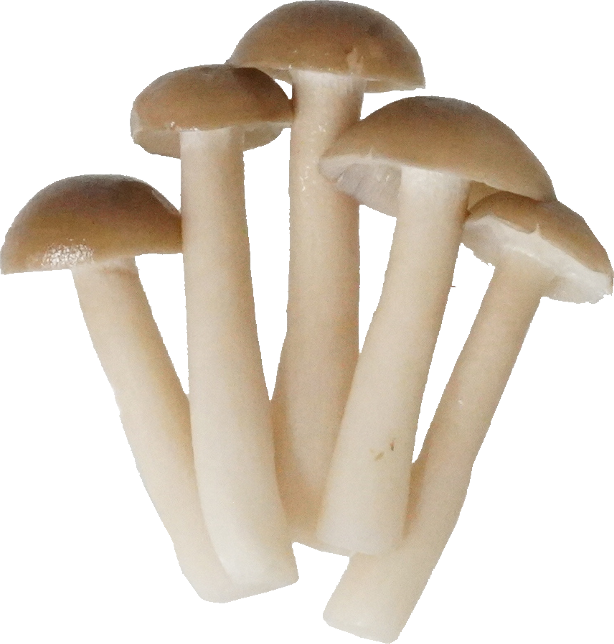 しめじ（ぶなしめじ・ゆで）｜商用可フリー画像・背景透過