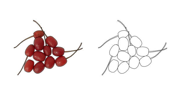 食べ物の塗り絵｜商用可フリー画像・背景透過