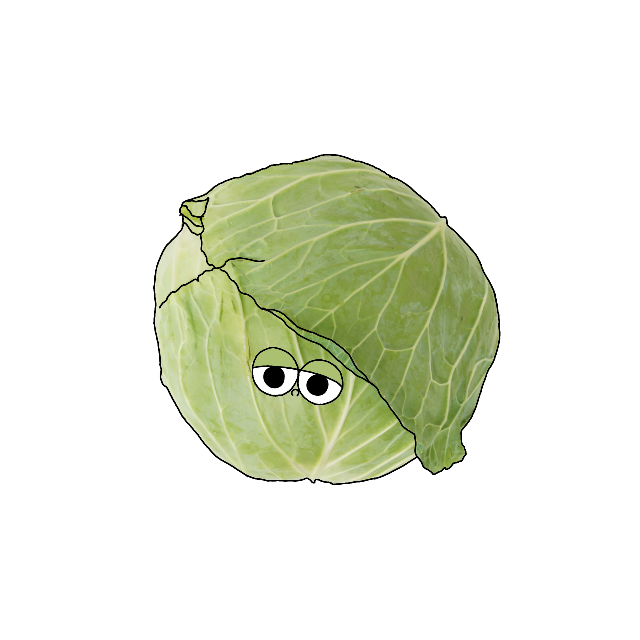 キャベツのイラスト｜商用可フリー画像・背景透過