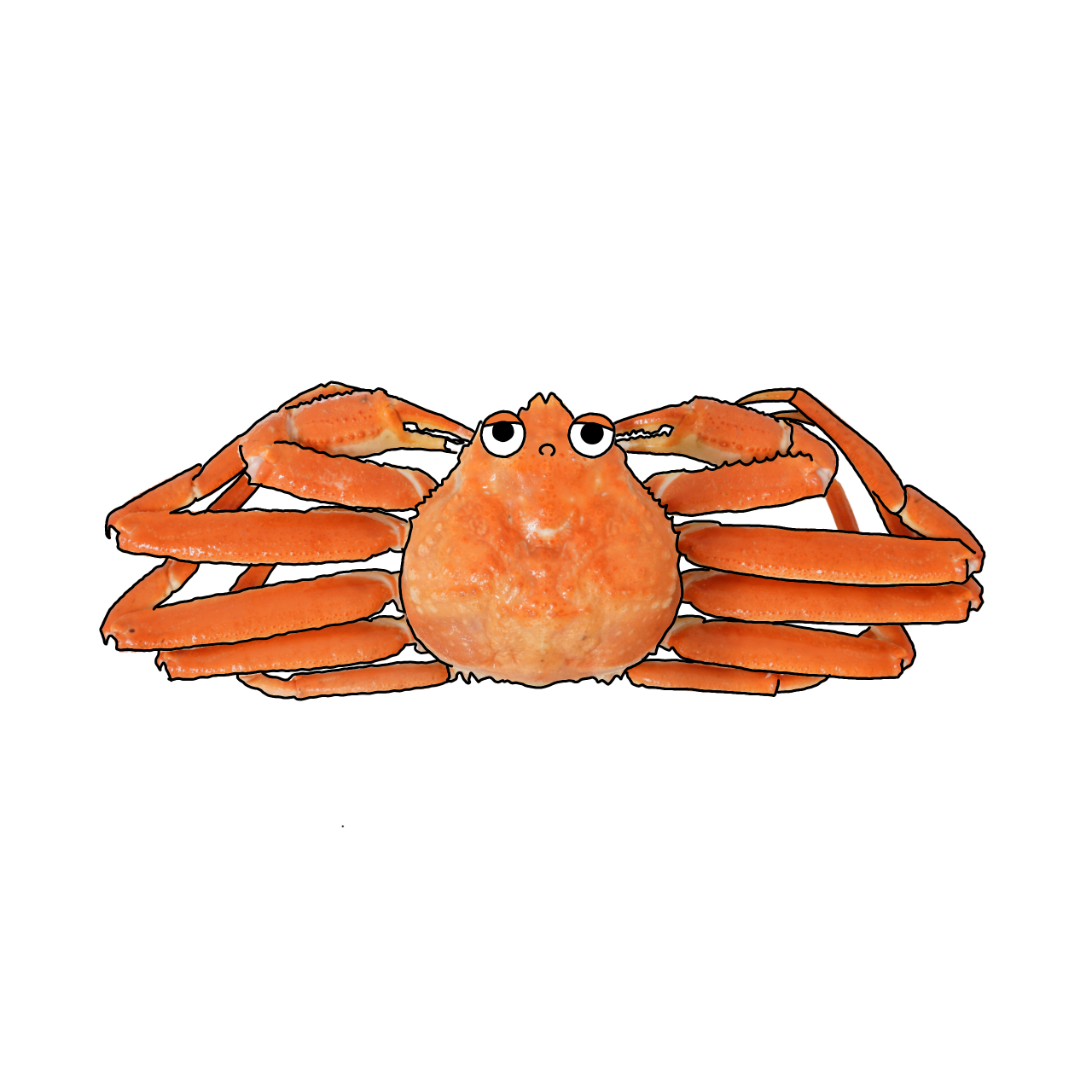 ズワイガニのイラスト｜商用可フリー画像・背景透過