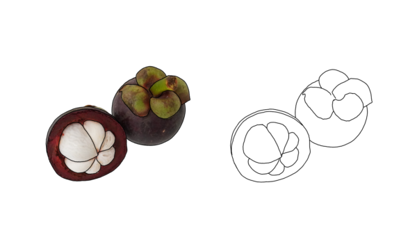 食べ物の塗り絵｜商用可フリー画像・背景透過