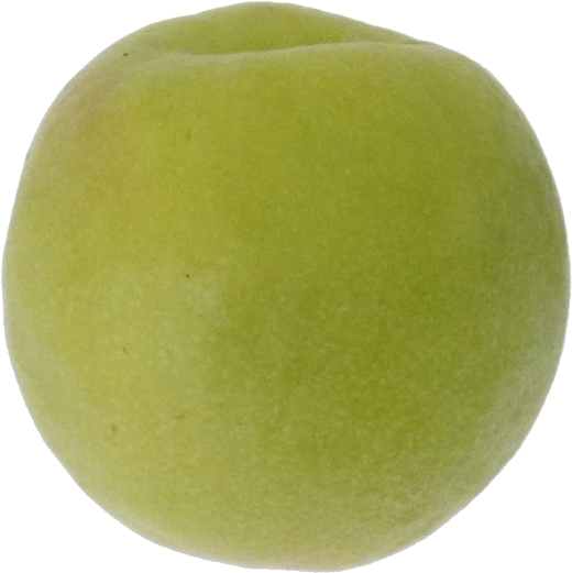 うめ｜商用可フリー画像・背景透過