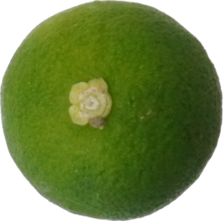 すだち｜商用可フリー画像・背景透過