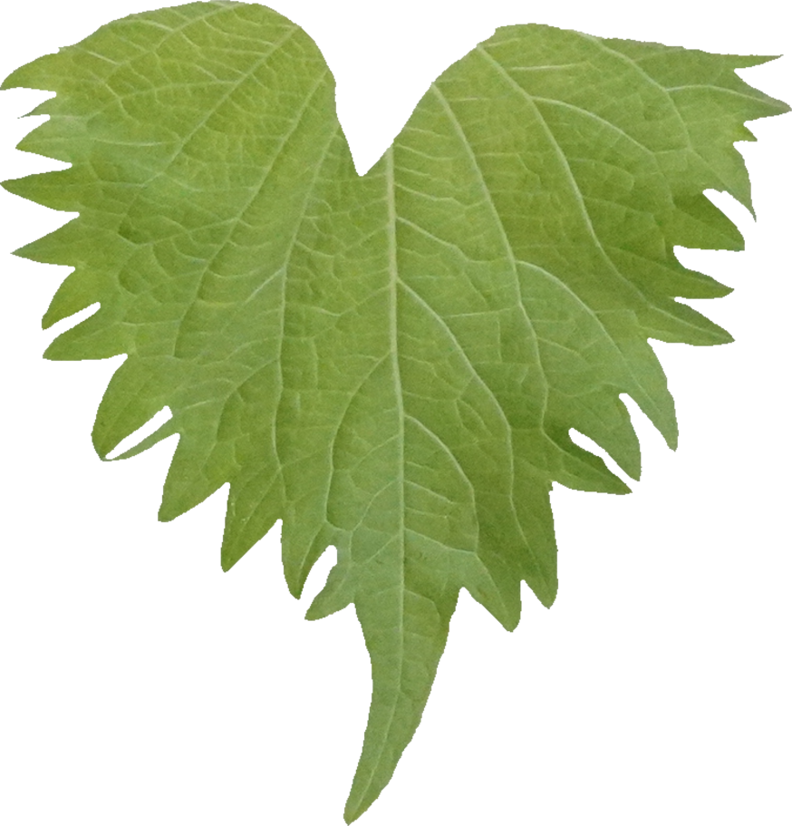 しそ【大葉】｜商用可フリー画像・背景透過