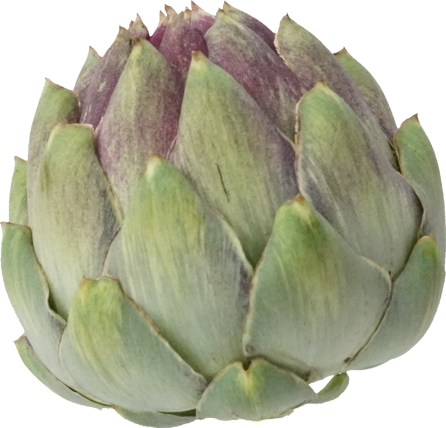 アーティーチョーク｜商用可フリー画像・背景透過