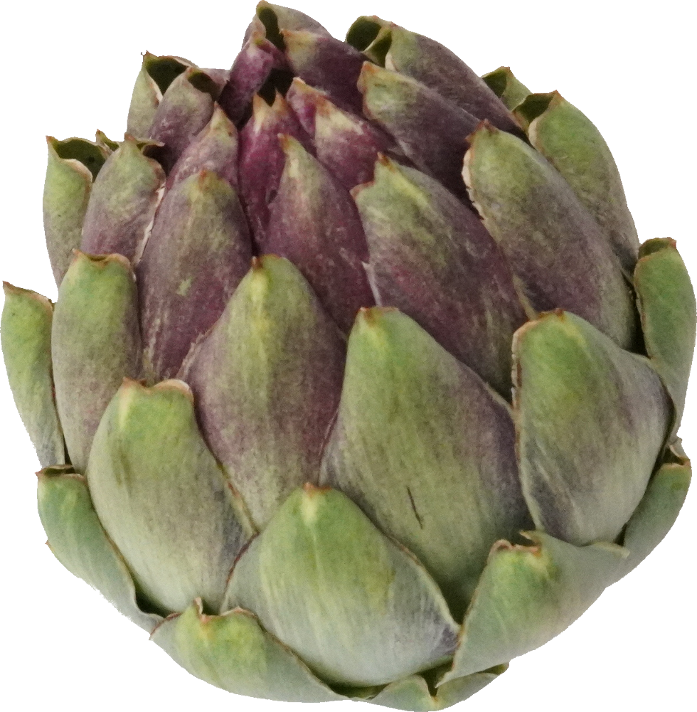 アーティーチョーク｜商用可フリー画像・背景透過