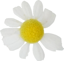 カモミール｜商用可フリー画像・背景透過