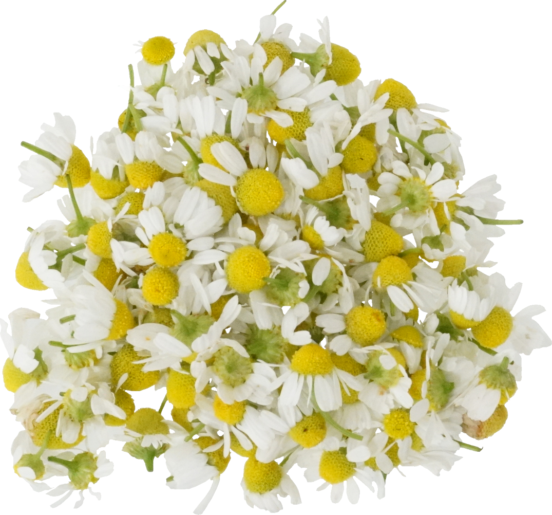 カモミール｜商用可フリー画像・背景透過