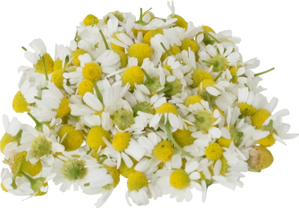 カモミール｜商用可フリー画像・背景透過