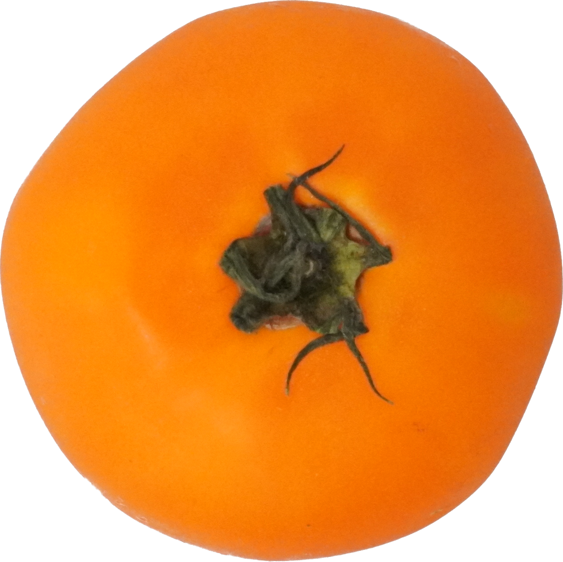 トマト｜商用可フリー画像・背景透過