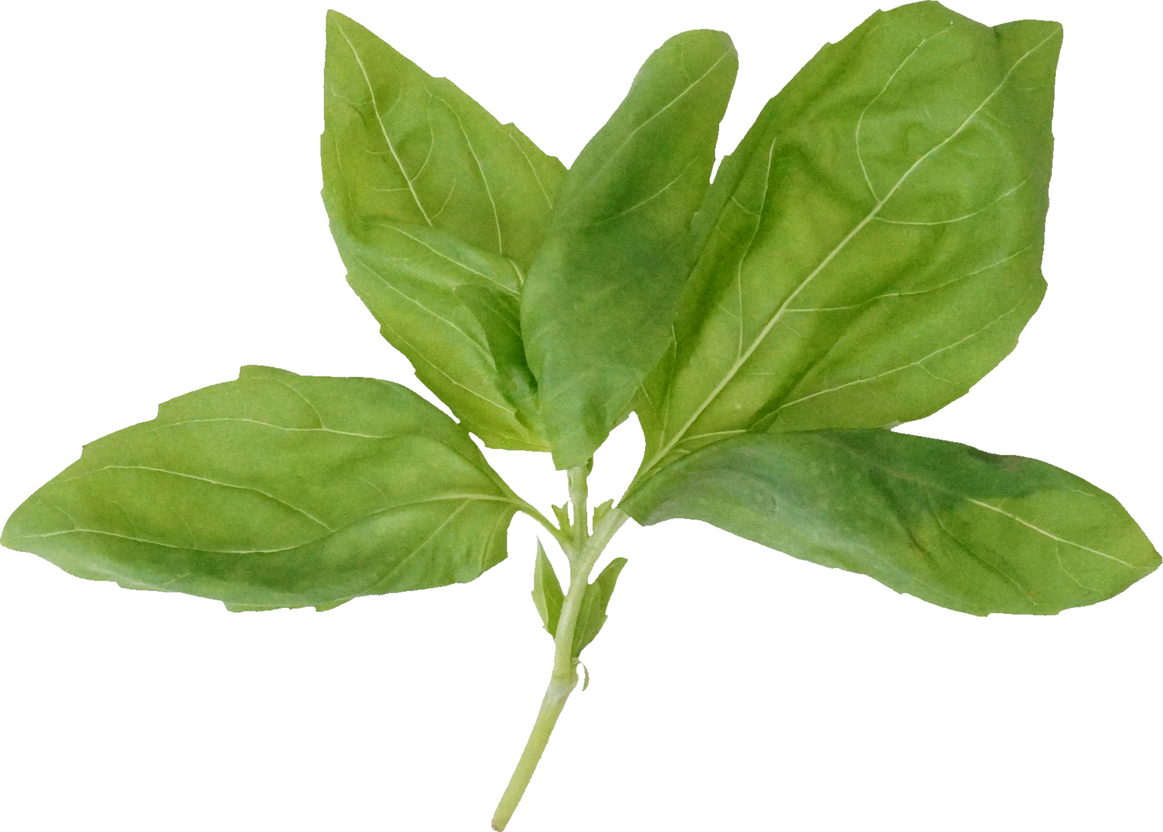 バジル｜商用可フリー画像・背景透過