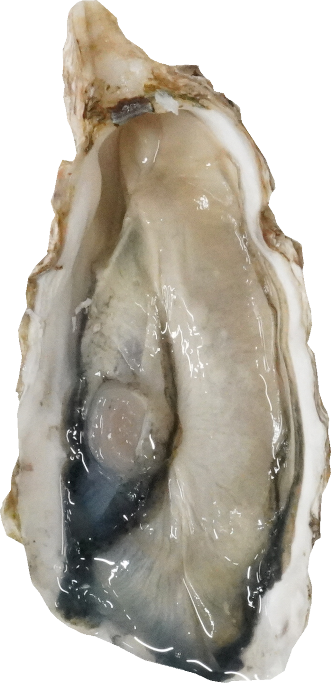 かき｜商用可フリー画像・背景透過