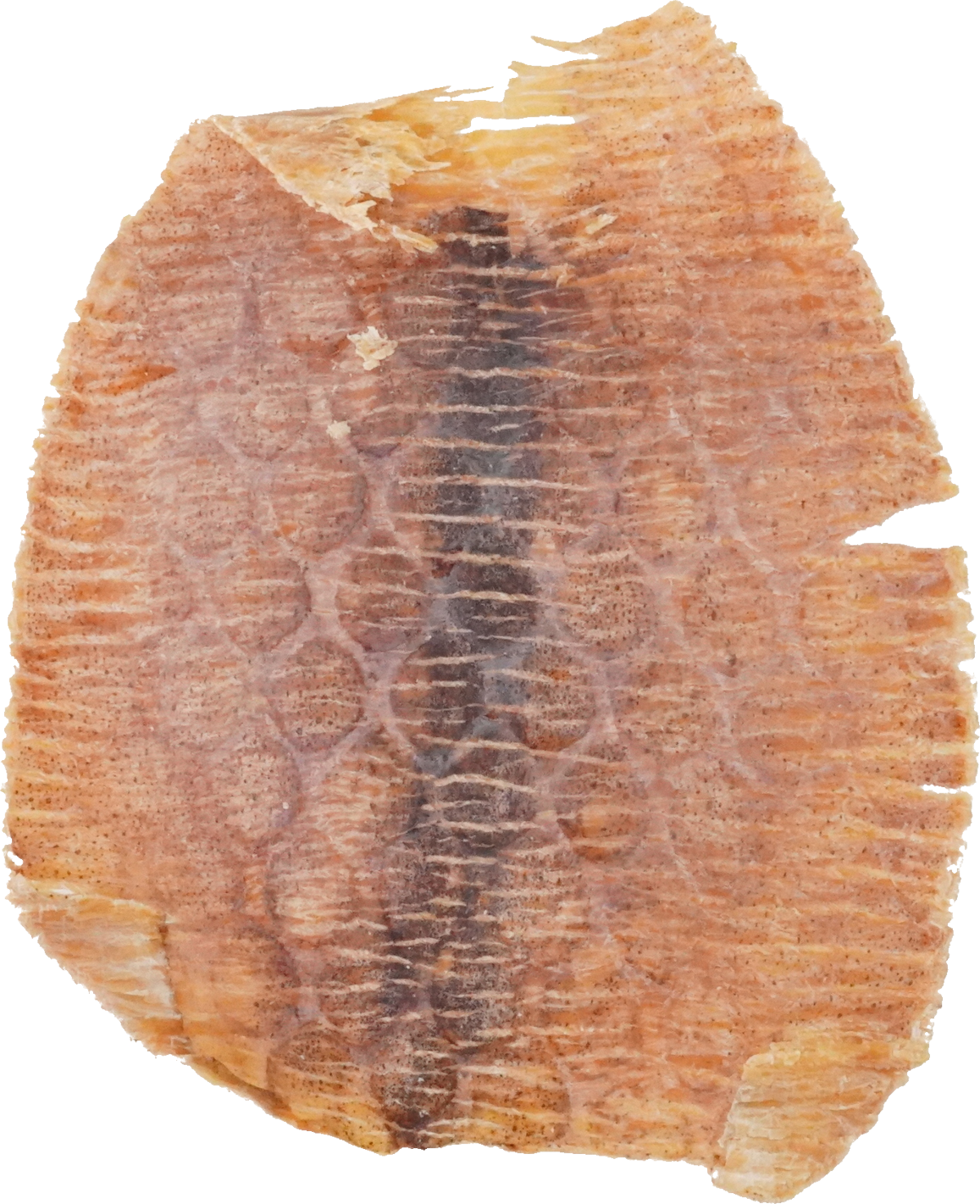 するめ｜商用可フリー画像・背景透過