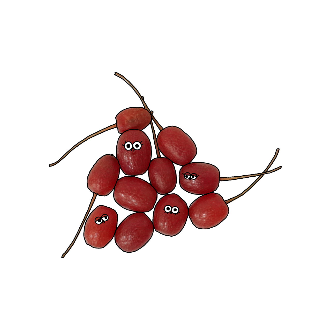 ぐみのイラスト｜商用可フリー画像・背景透過