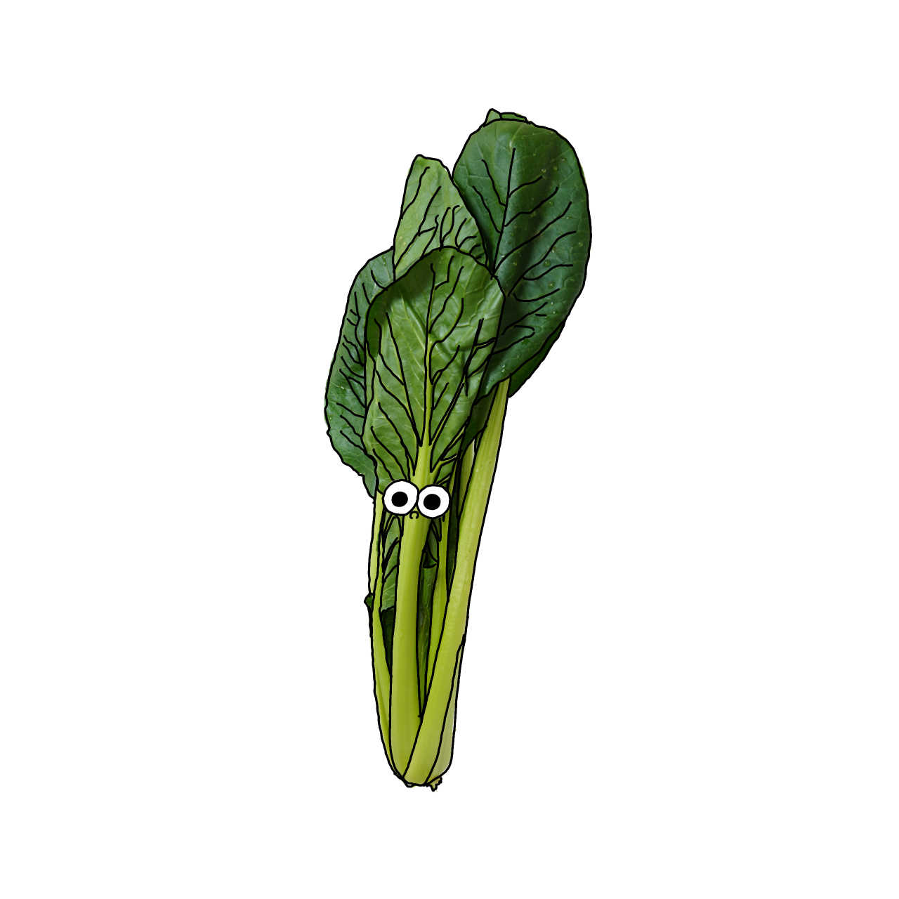 こまつなのイラスト｜商用可フリー画像・背景透過