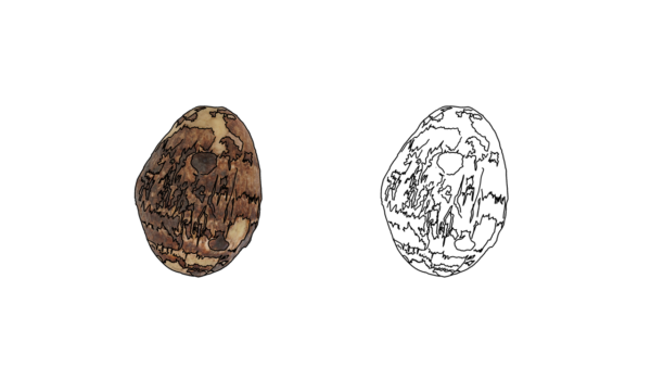 食べ物の塗り絵|商用可フリー画像・背景透過