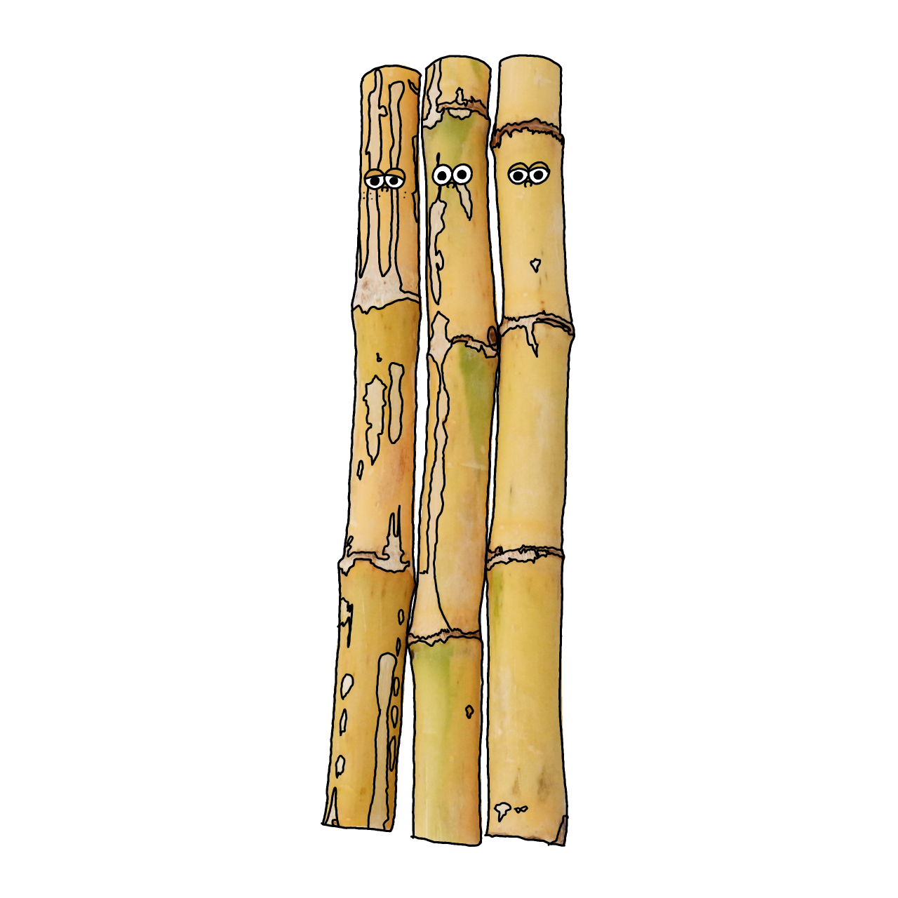 さとうきびのイラスト｜商用可フリー画像・背景透過