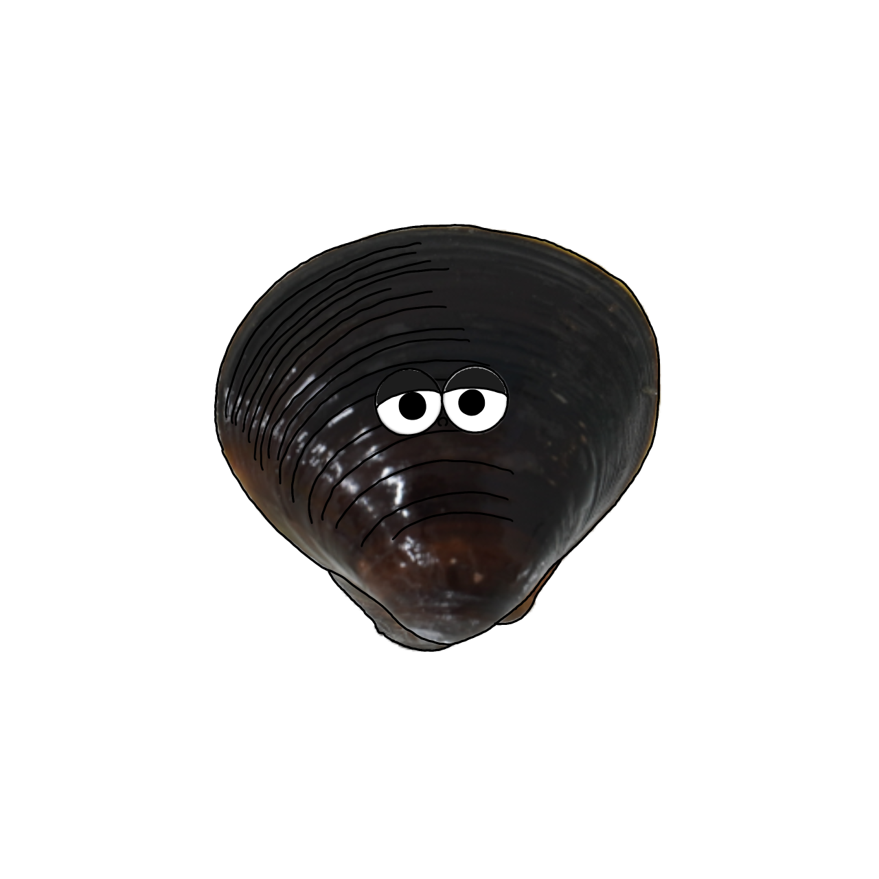 しじみのイラスト｜商用可フリー画像・背景透過