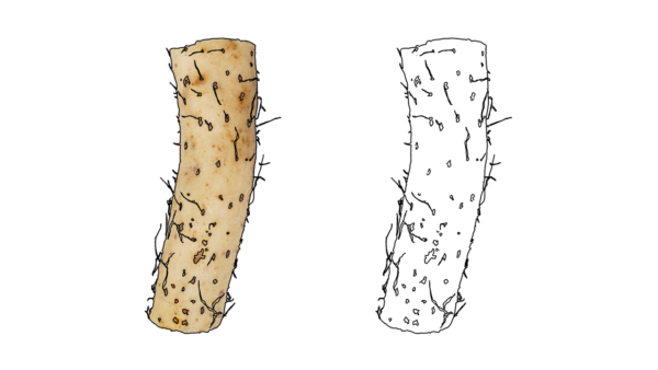 食べ物の塗り絵|商用可フリー画像・背景透過