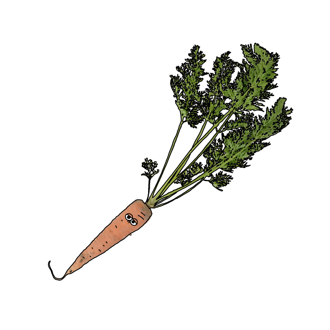 にんじん（土付き）のイラスト｜商用可フリー画像・背景透過