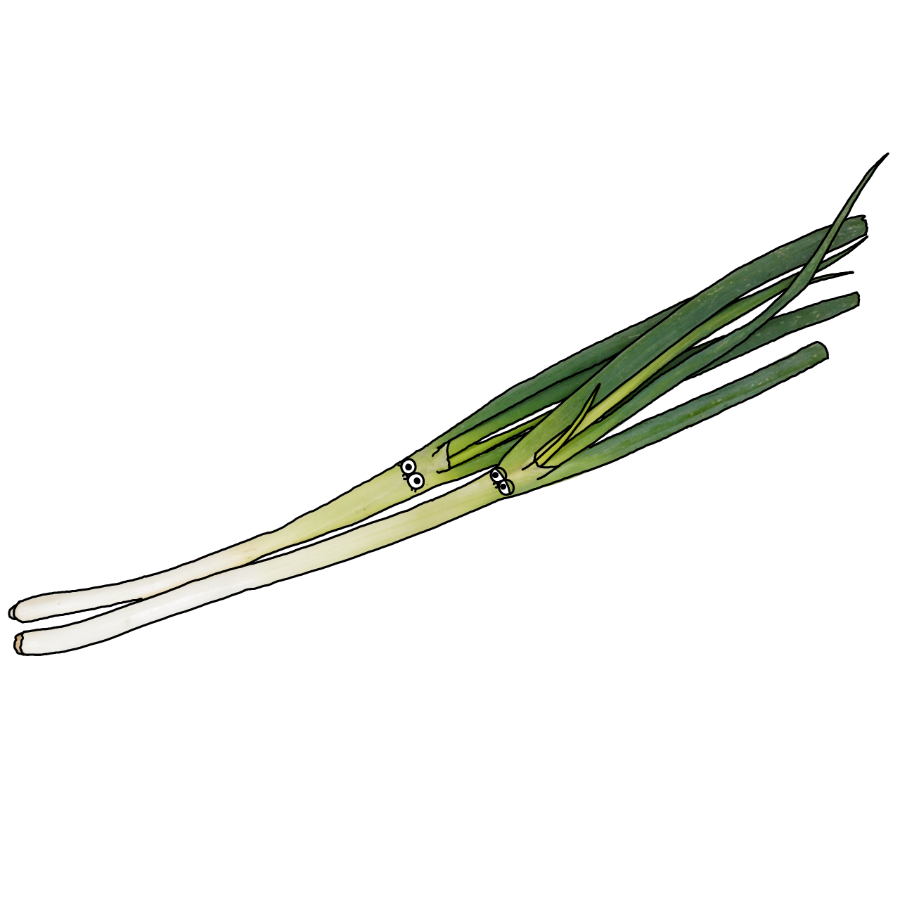 根深ねぎのイラスト｜商用可フリー画像・背景透過