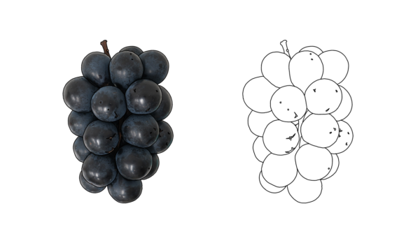 食べ物の塗り絵｜商用可フリー画像・背景透過