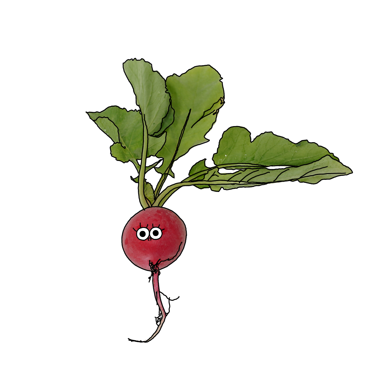 はつかだいこん【ラディッシュ】のイラスト｜商用可フリー画像・背景透過