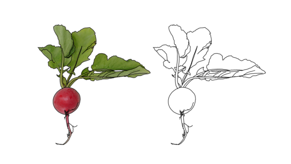 食べ物の塗り絵｜商用可フリー画像・背景透過