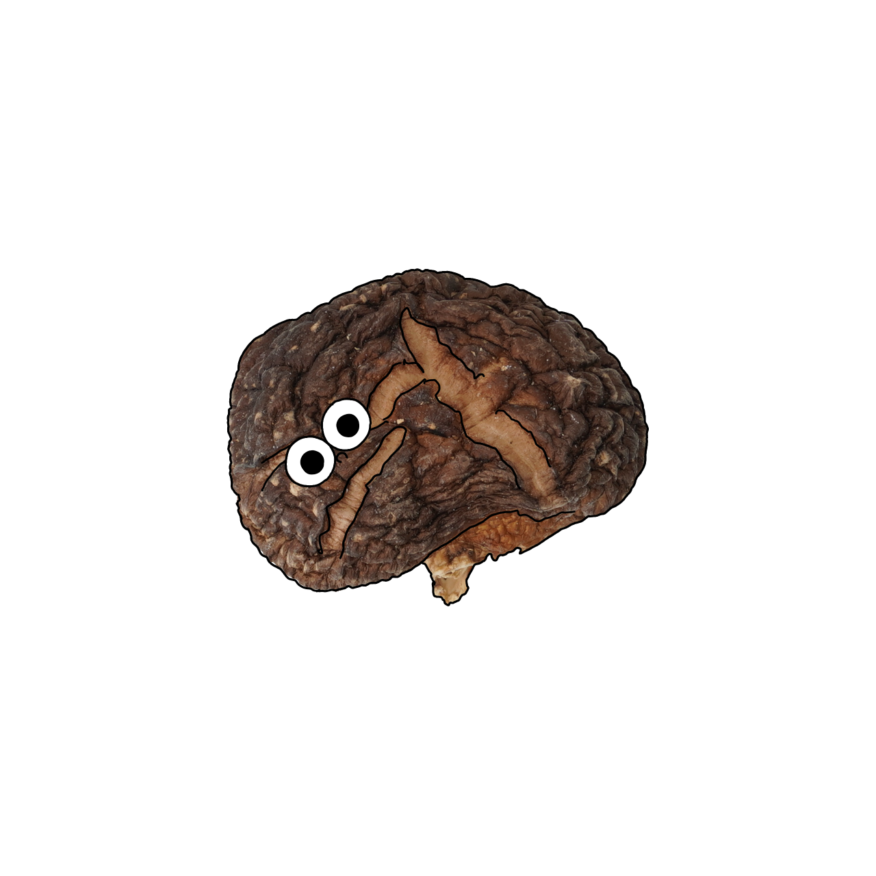 しいたけ（乾）のイラスト｜商用可フリー画像・背景透過