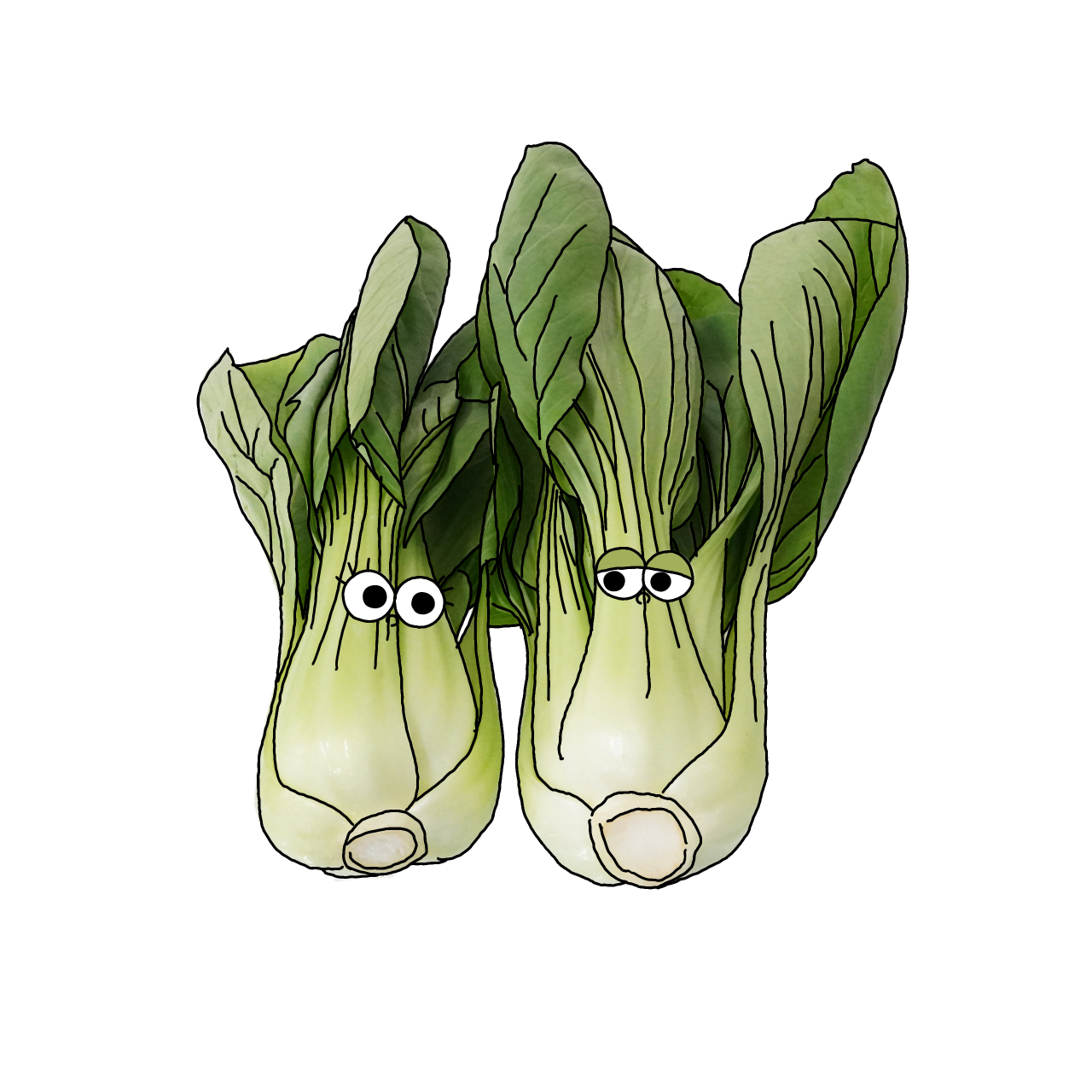 チンゲンサイのイラスト｜商用可フリー画像・背景透過