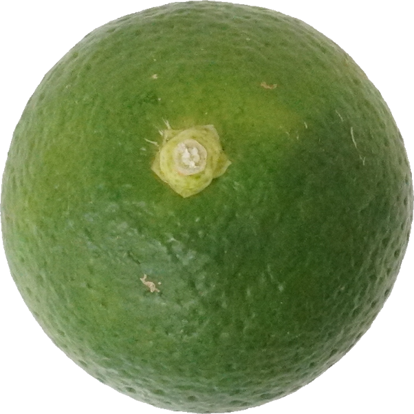 かぼす｜商用可フリー画像・背景透過