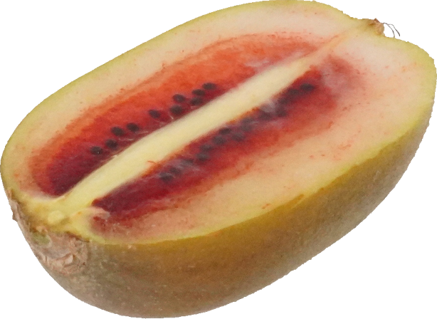 キウイフルーツ（ルビーレッド）｜商用可フリー画像・背景透過