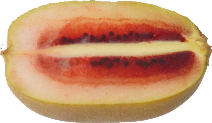 キウイフルーツ（ルビーレッド）｜商用可フリー画像・背景透過