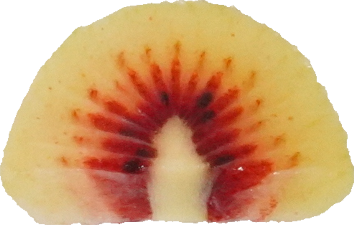 キウイフルーツ（ルビーレッド）｜商用可フリー画像・背景透過